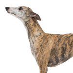 Whippet