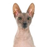 Don Sphynx