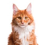 Maine Coon