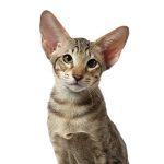 Oriental Shorthair/Longhair