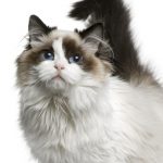 Ragdoll