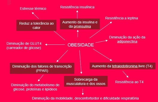 Consequências da obesidade