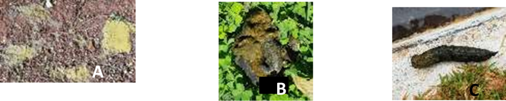 Evolução do escore fecal após a instituição das alterações dietéticas no momentos: A – D0 (escore 0); B –D 16 (escore 2); C –D 136 (escore 4)