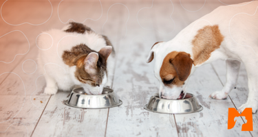Matchpet news: alimentação e imunidade dos pets. Saiba Mais