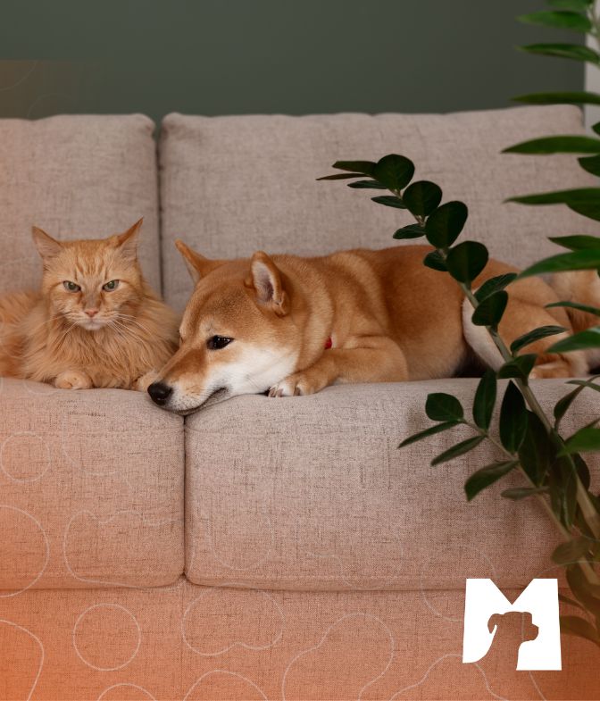 Imagem de um cão e um gato em um sofá e ao lado uma planta em um vaso