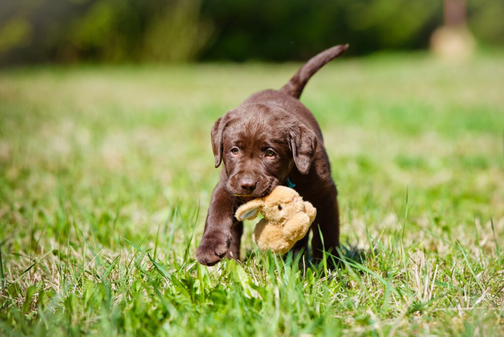 Cão filhote brincando na grama com um coelho de pelúcia na boca