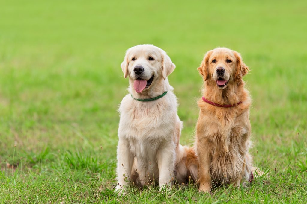 Um cão da raça Golden Retriever e outro da raça Labrador Retriever