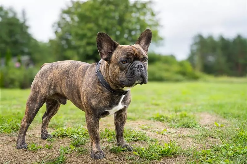 Bulldog francês em um campo
