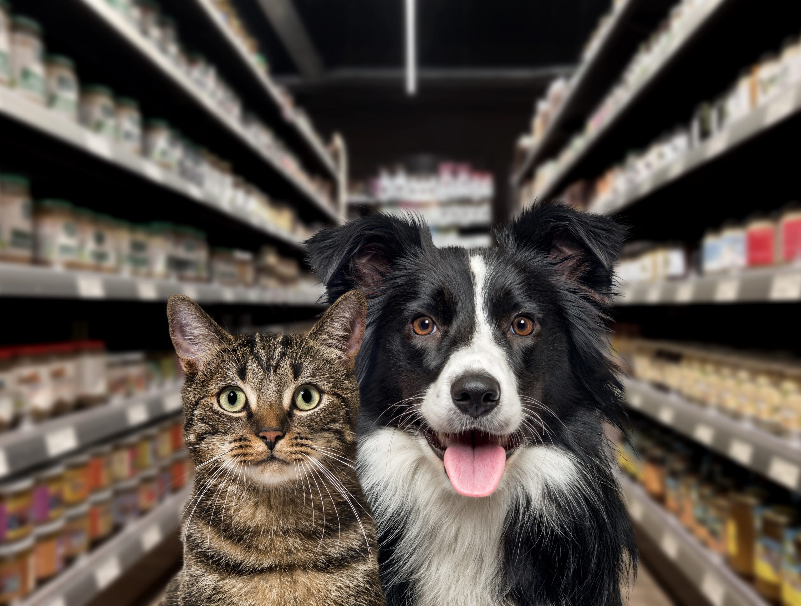 comunicação visual para pet shops