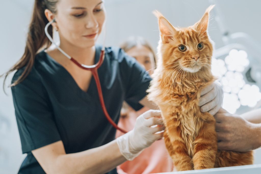 Veterinária examinando gato
