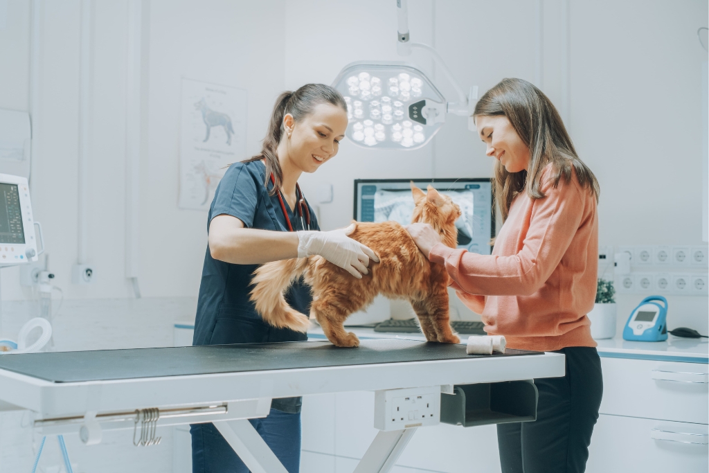 Veterinária e tutora com gato em um consultório