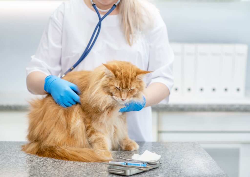 Veterinário examinando gato idoso