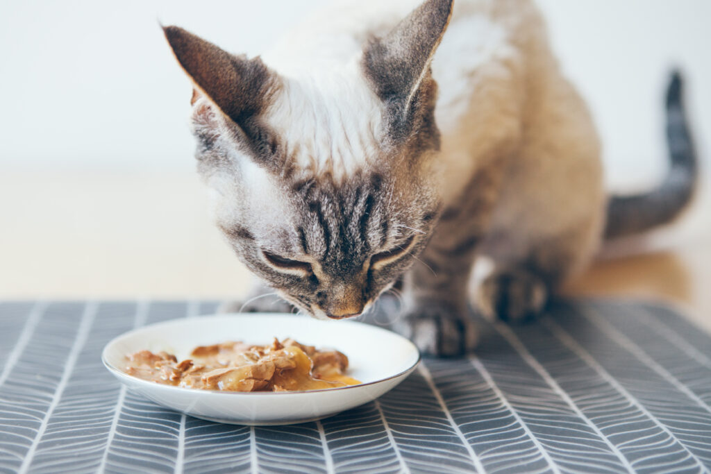 Gato comendo alimento úmido