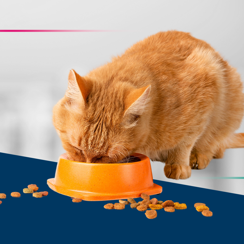 Gato comendo ração em um pote