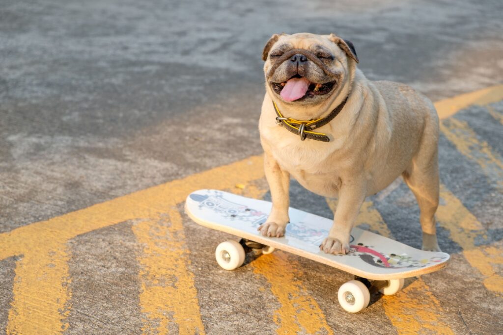 Cão em cima de um skate