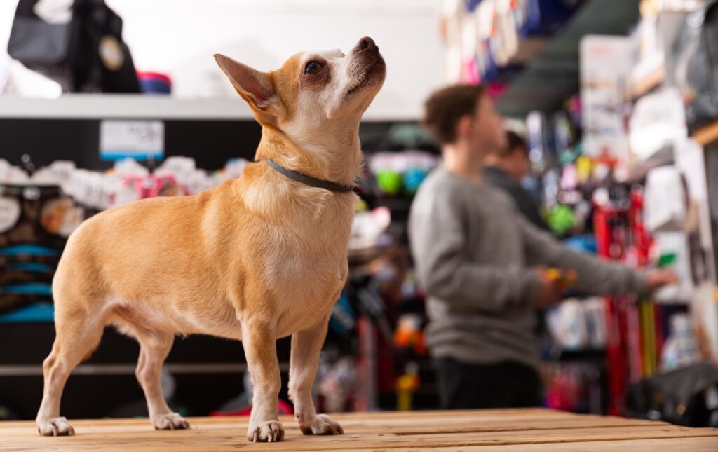 Cão dentro de um pet shop