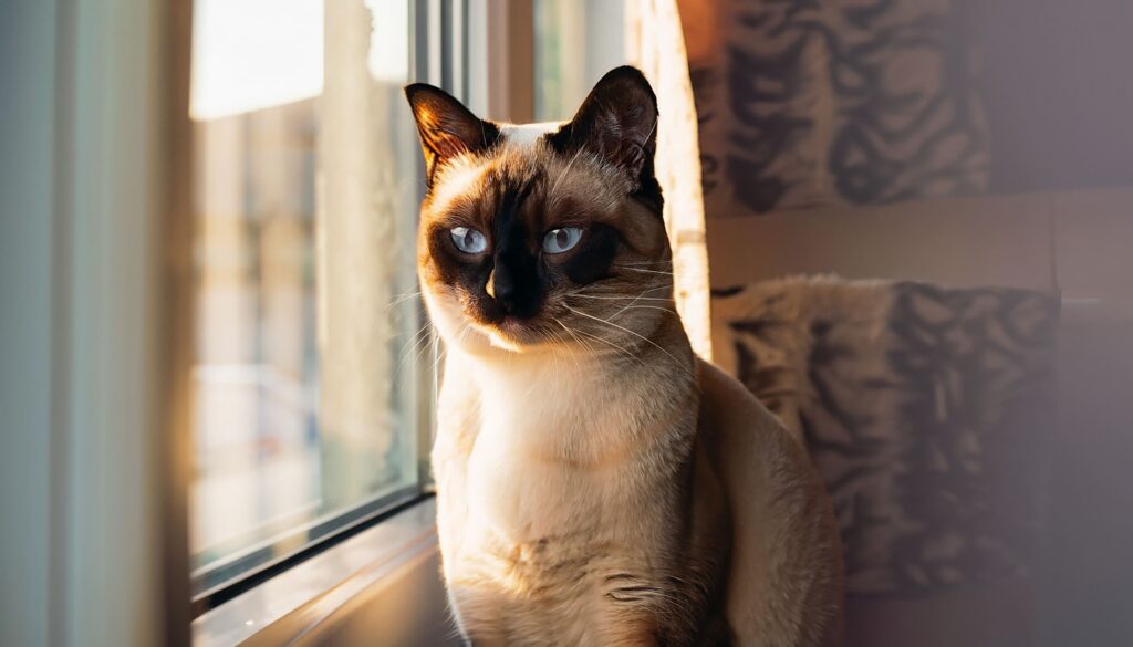 Gato Siamês olhando pela janela
