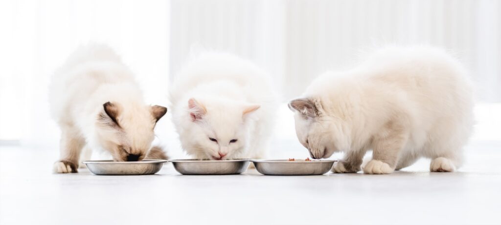 Três gatos comendo em três potes distintos