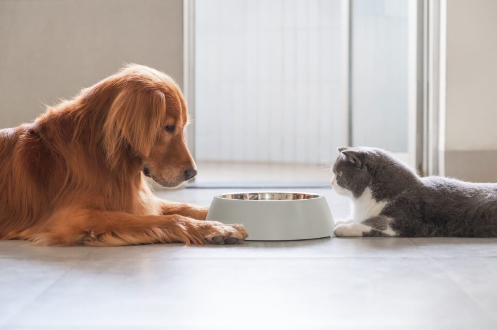 Cão e gato encarando a mesma tigela de ração