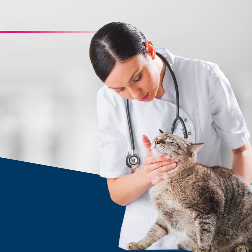 Médico-veterinário analisando gato