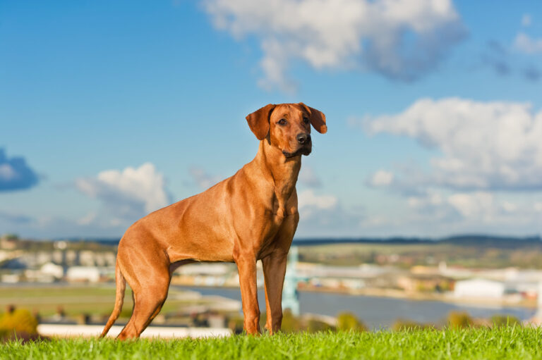 Rhodesian Ridgeback tudo o que você precisa saber!