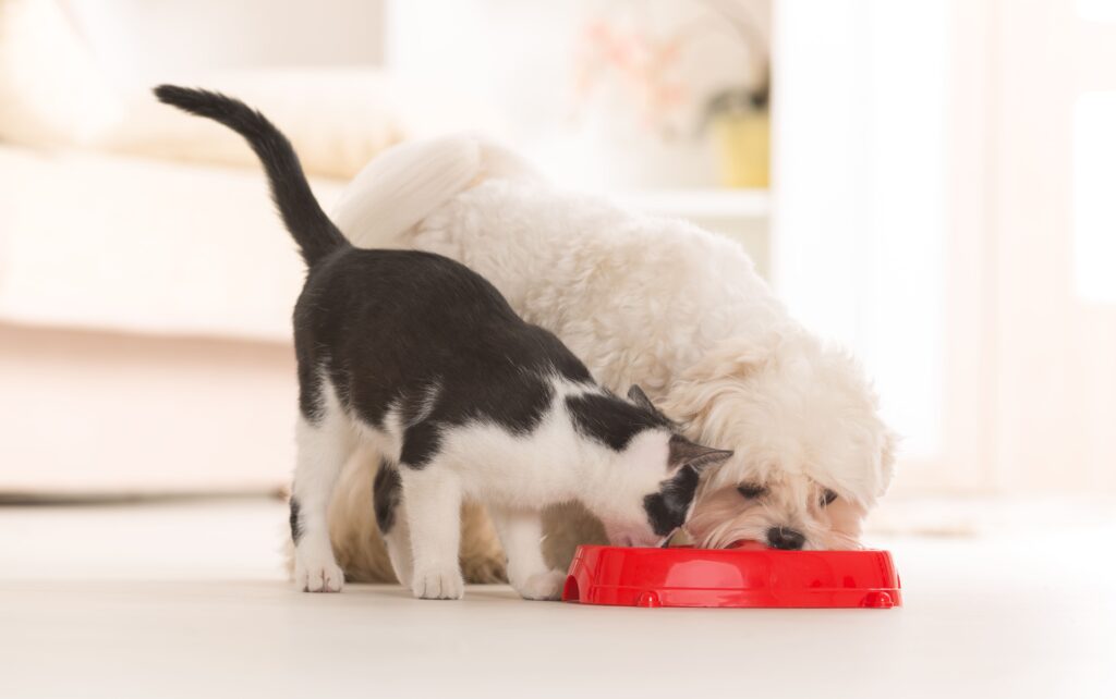 Cão e gato comendo na mesma tigeja vermelha