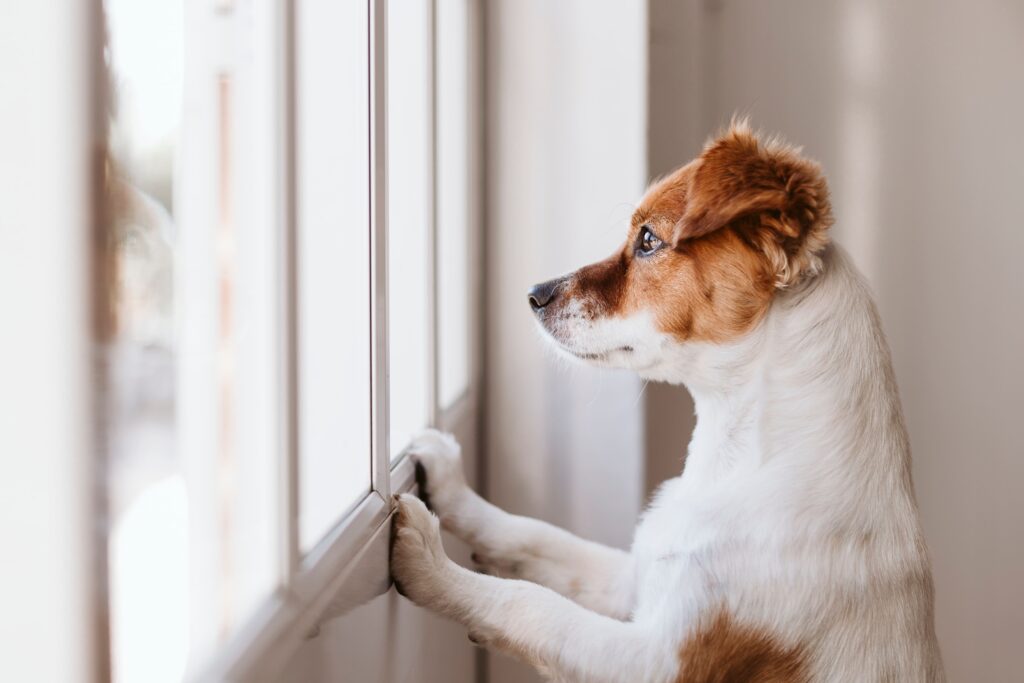 Cão dentro de casa olhando pela janela