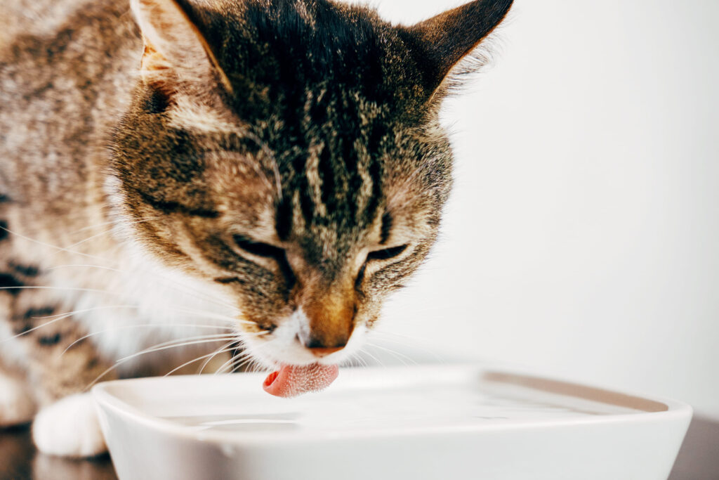 Gato bebendo água em sua tigela