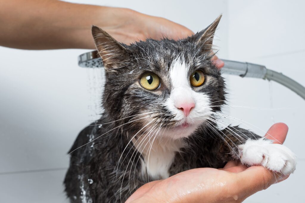Gato tomando banho com chuveiro