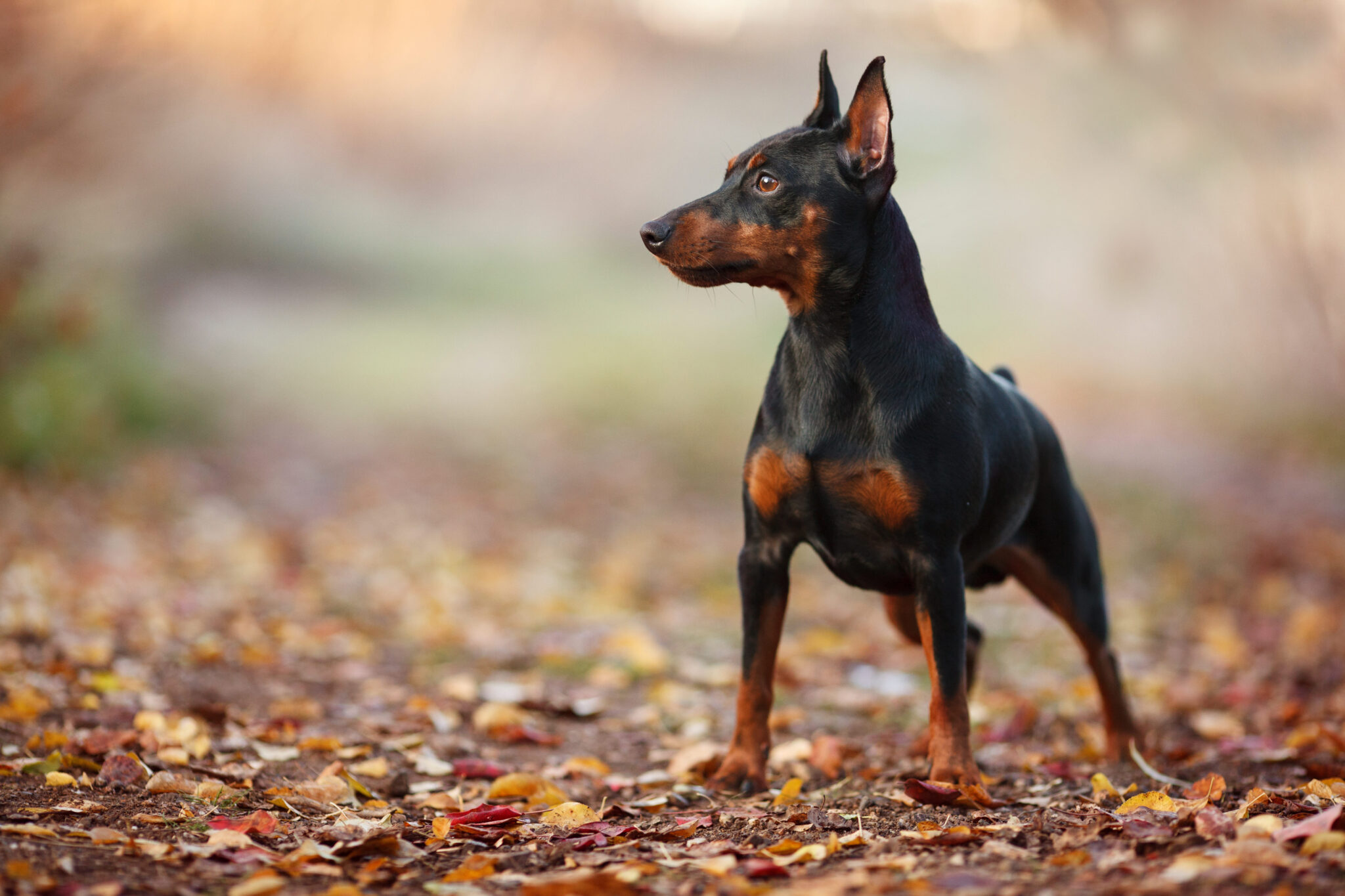 Pinscher Miniatura: tudo o que você precisa saber!