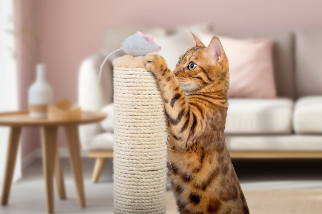 Gato Bengal com brinquedo de rato