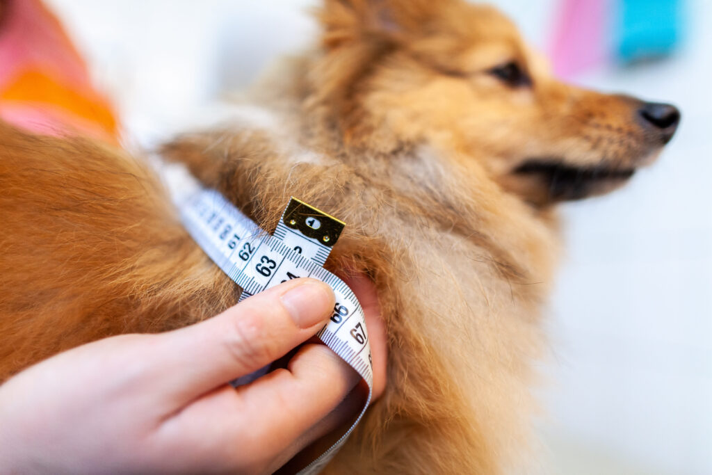 Medindo corpo do cão com fita métrica