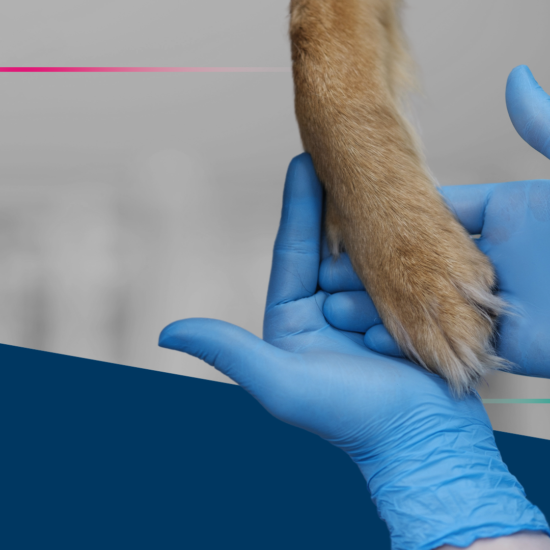 Banner Diagnóstico de Intoxicações em Cães e Gatos