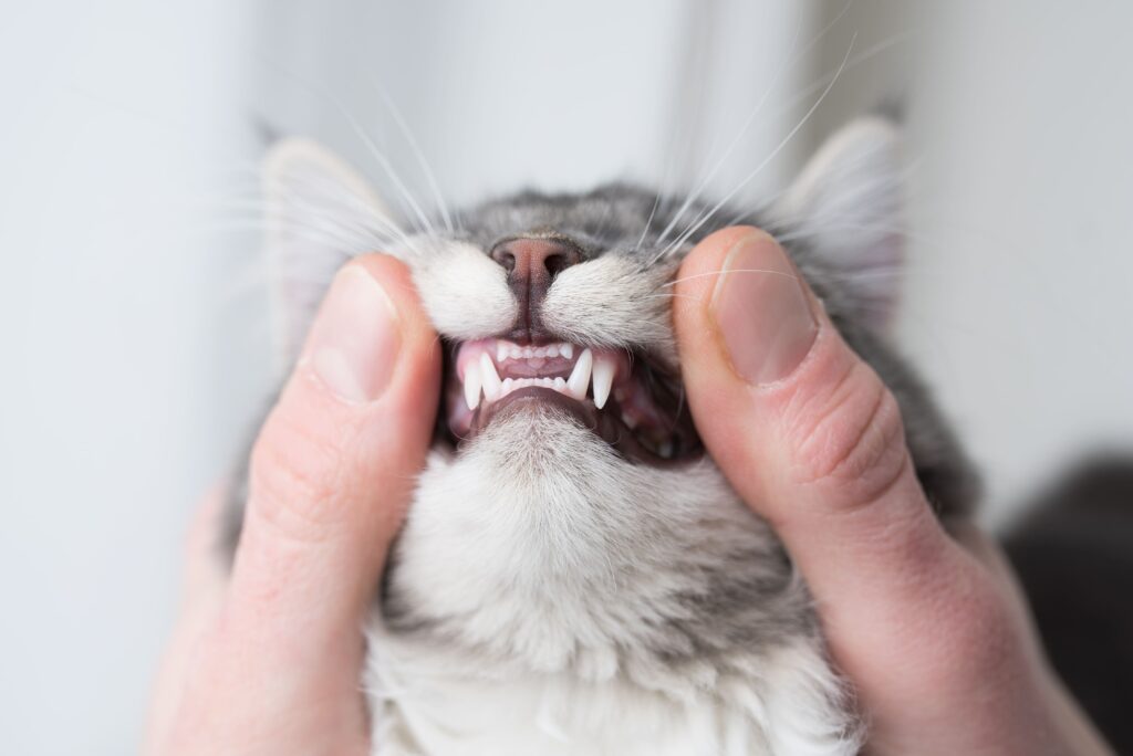 Pessoa usando os dedos para mostrar os dentes do gato