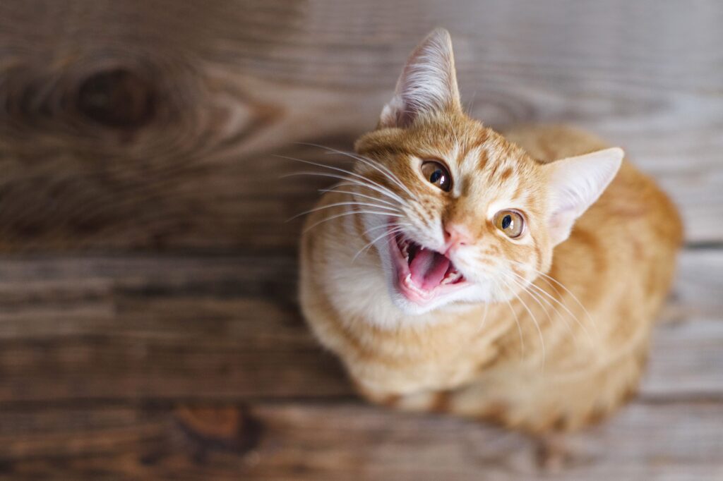 Gato laranja de boca aberta olhando pra cima