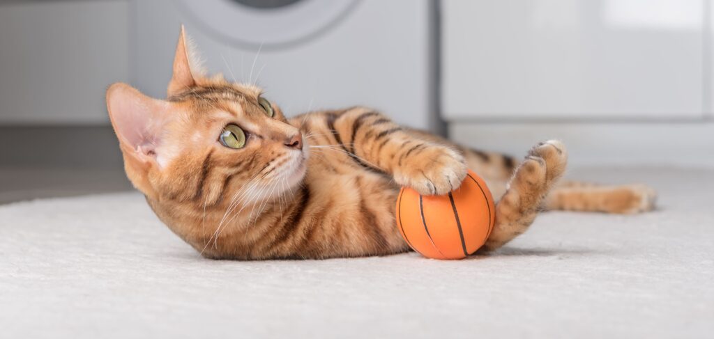 Gato brincando com uma mini bola de basquete