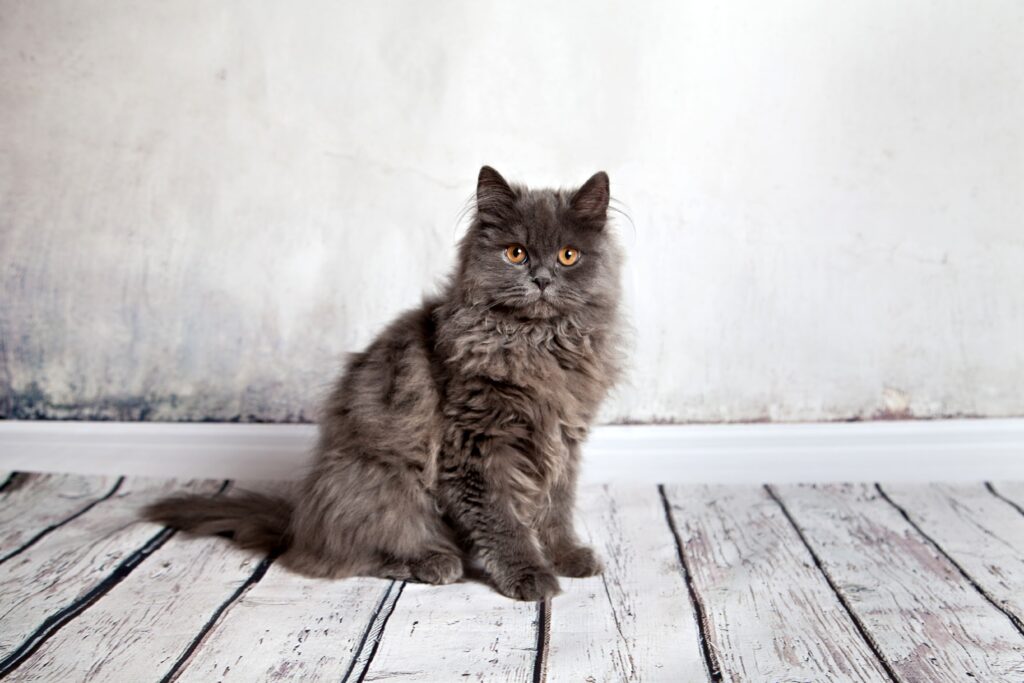 Gato persa de pelagem escura