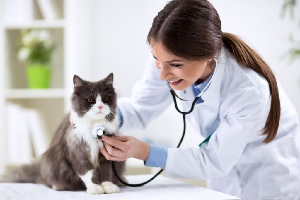 Médica-veterinária analisando com o estetoscópio um gato