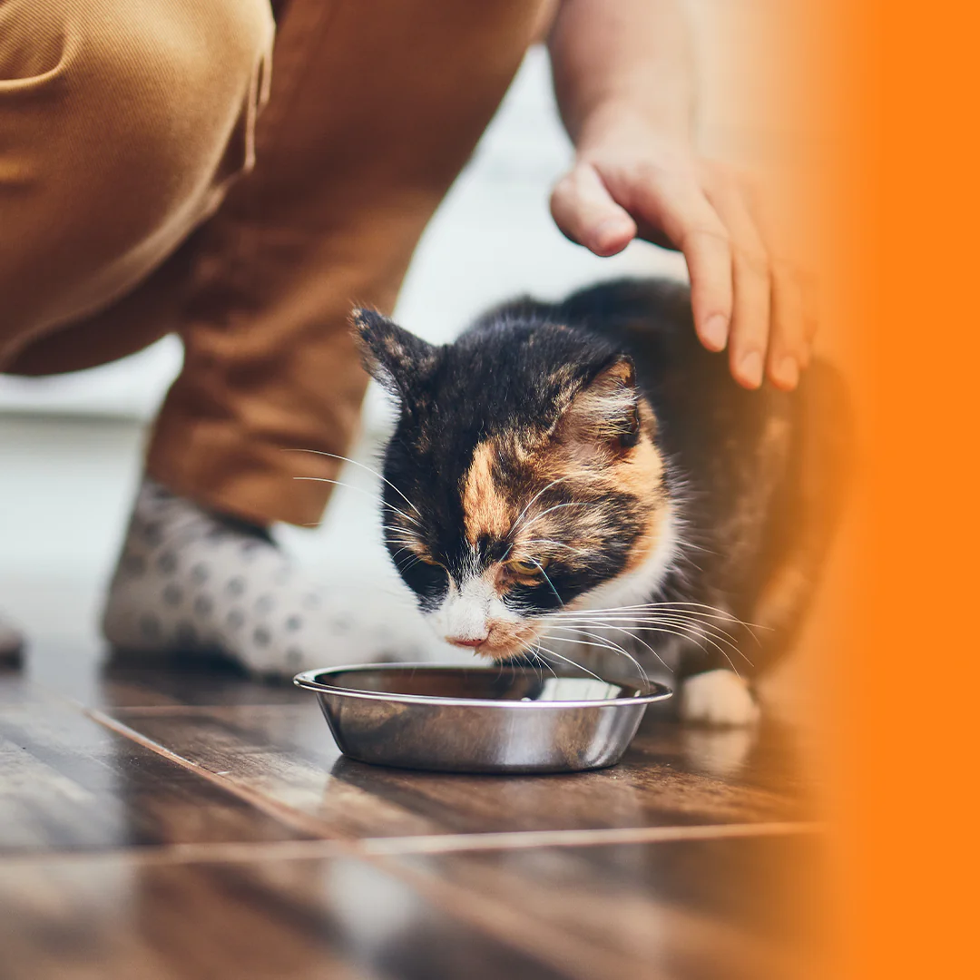 Banner blogpost Cuidados Essenciais com a Alimentação para Gatos com Doença Renal Crônica