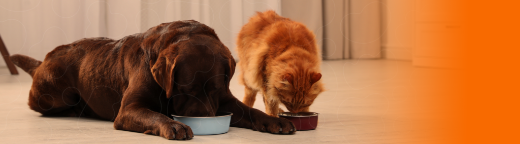 Banner blog tutor cão e gato se alimentando