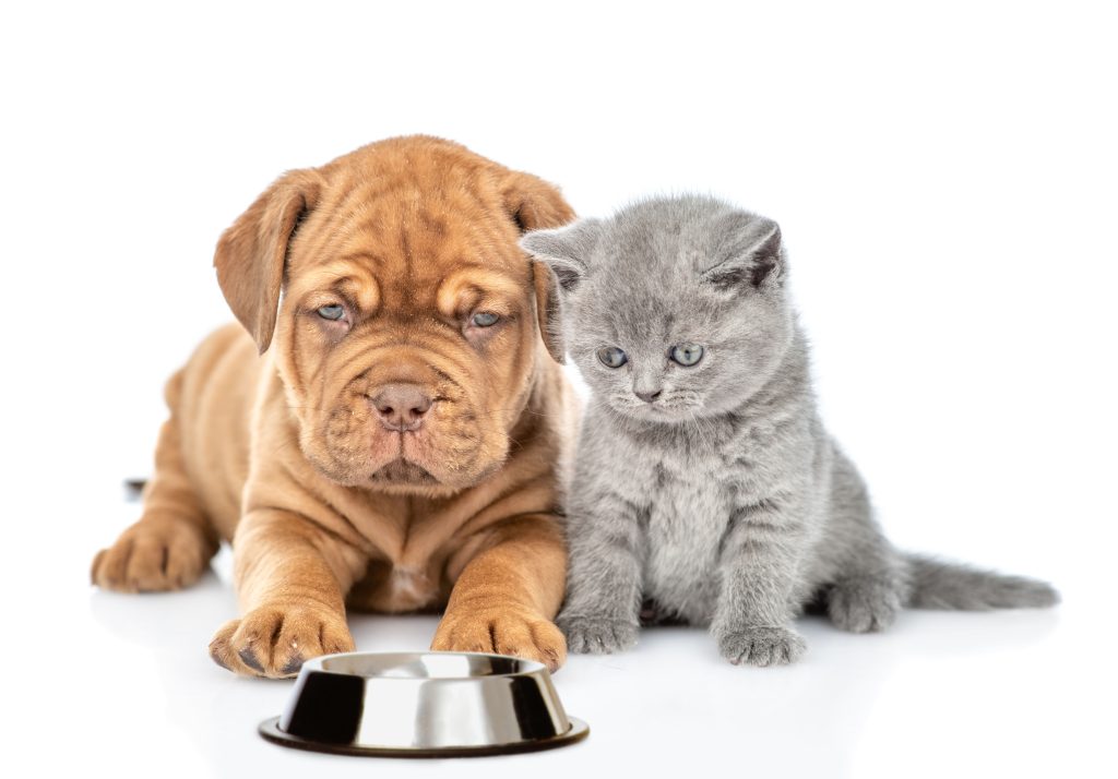 cão de coloração marrom a esquerda e gato cinza a direita olhando para um pote de alumínio a frente deles