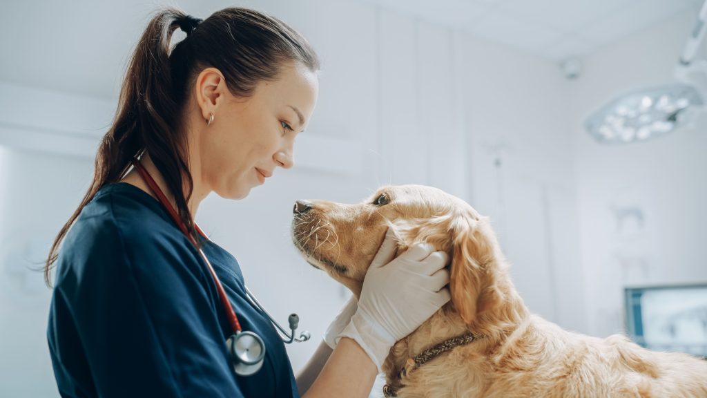 Médica-veterinária olhando nos olhos para um cão