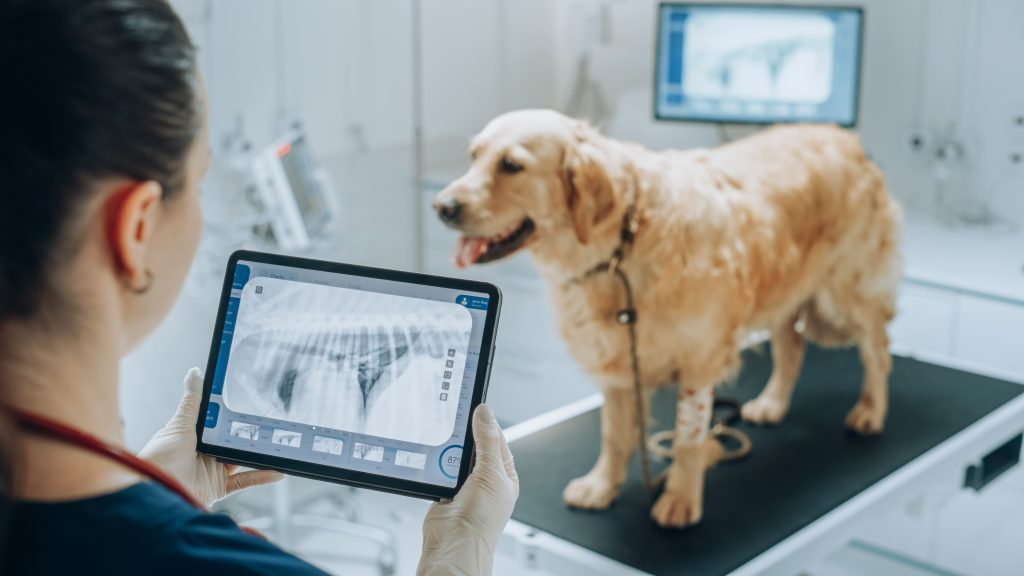 Mulher olhando pra tela com um raio-x e um cão em uma esteira esperando