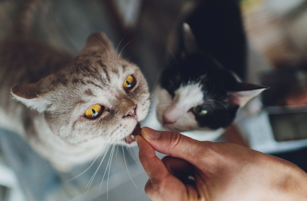 Um gato da cor cinza e outro da cor preto e branco tentando comer o petisco que o tutor está dando