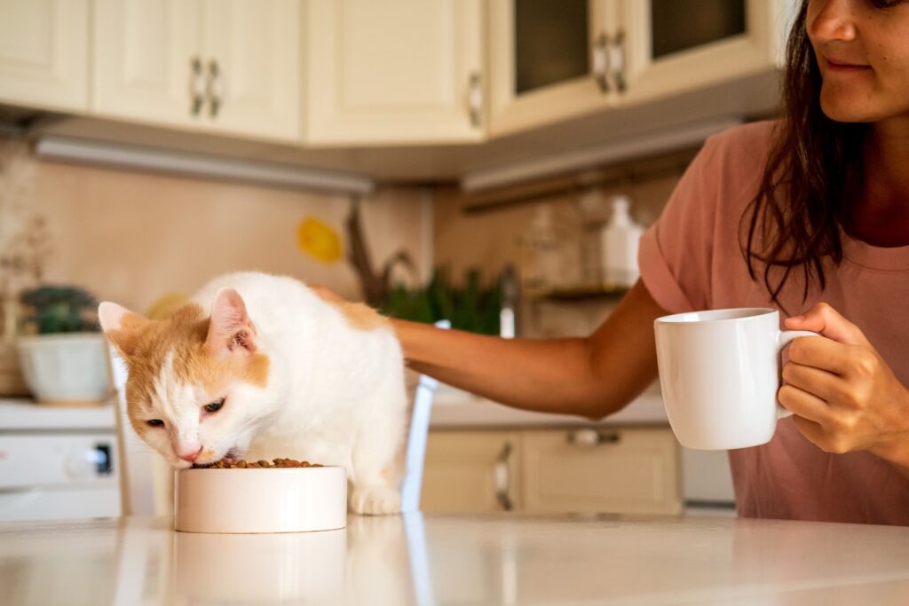 Gato comendo ração enquanto recebe carinho da tutora que segura sua caneca