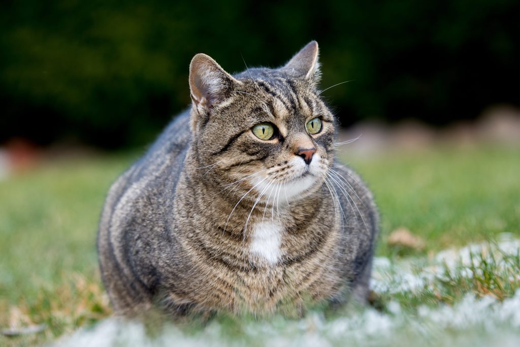 Gato obeso deitado na grama