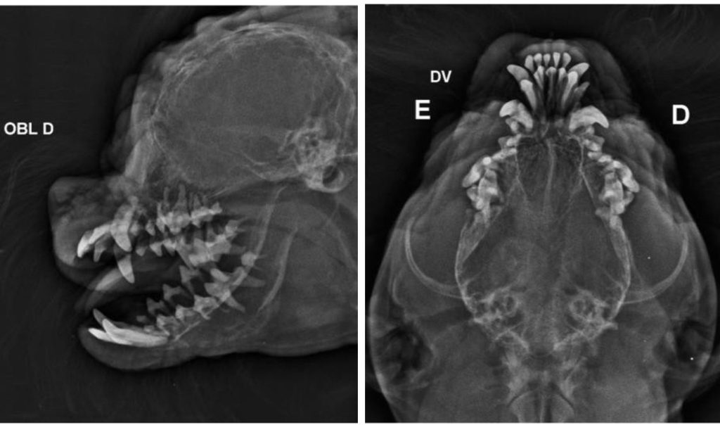 Radiografia de crânio em projeção oblíqua direita (a) e dorsoventral (b) evidenciando importante redução da densidade das estruturas ósseas com perda da lâmina dura e osso alveolar e irregularidade das raízes dentárias em mandíbula e maxila