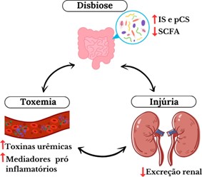 Representação esquemática da interação entre a microbiota intestinal e função renal