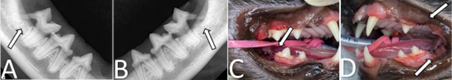 Tratamento odontológico. A) radiografia de mandíbula direita e B) esquerda com perda óssea na região da raiz distal do primeiro molar (setas). C e D) exodontia. Setas indicam exodontia