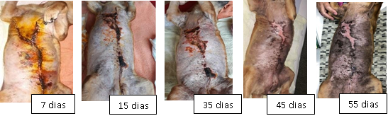 Acompanhamento do processo de cicatrização ao longo do tempo: 7, 15, 35, 45 e 55 dias